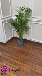 Large Trolly With Tray